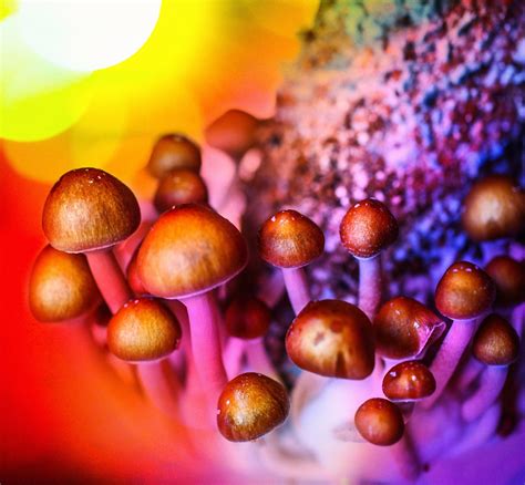 The Role of Magic Mushrooms in Enhancing Cognitive Function in Idaho